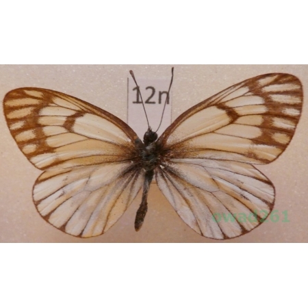 Aporia leucodice Eversmann, 1843 Kyrgyzstan12n
